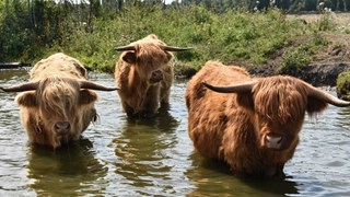 HHNK 5e prijs hooglanders te water Groote Vliet bij Onderdijk