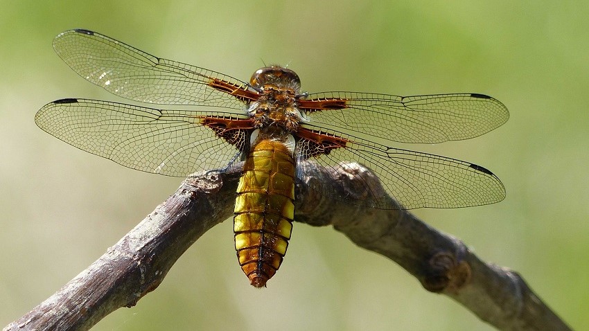 Libellen-excursie voor jong en oud