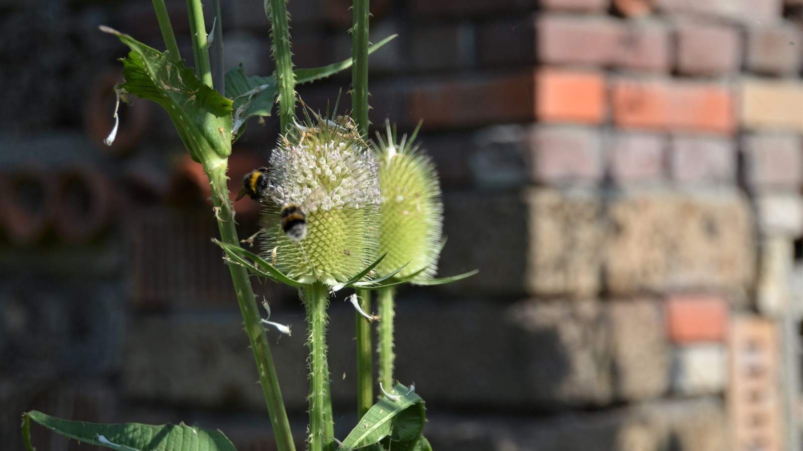 Ecologisch beheer voor meer wilde bijen