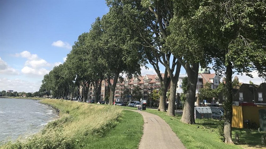 Gemeente gaat populieren Westerdijk kandelaberen