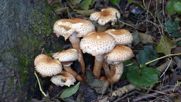 Schubbige bundelzwam 27-10-19