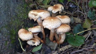 Schubbige bundelzwam 27-10-19