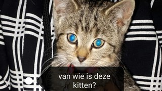 Kitten gevonden in de berm in Hauwert