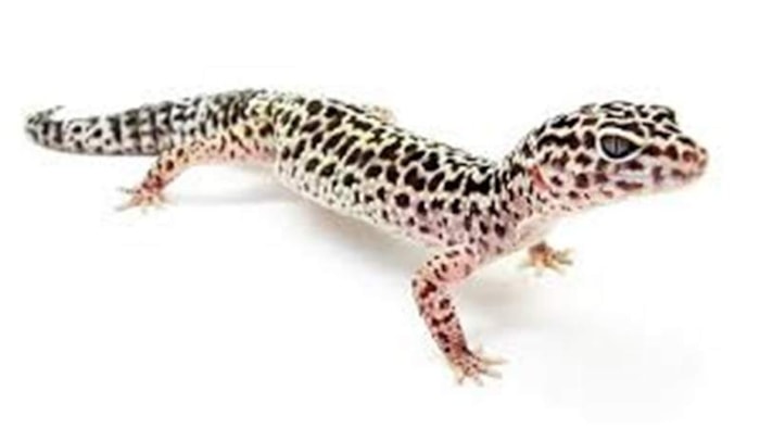 Luipaardgekko