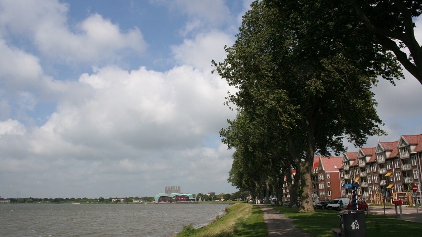 "Doodskus voor populieren  Westerdijk"