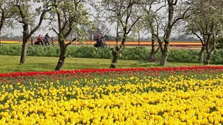 Fiets4Daagse Hoorn langs tulpenvelden