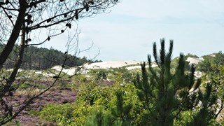 Duinen Schoorl