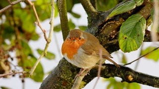 Roodborstje-Mak Blokweer