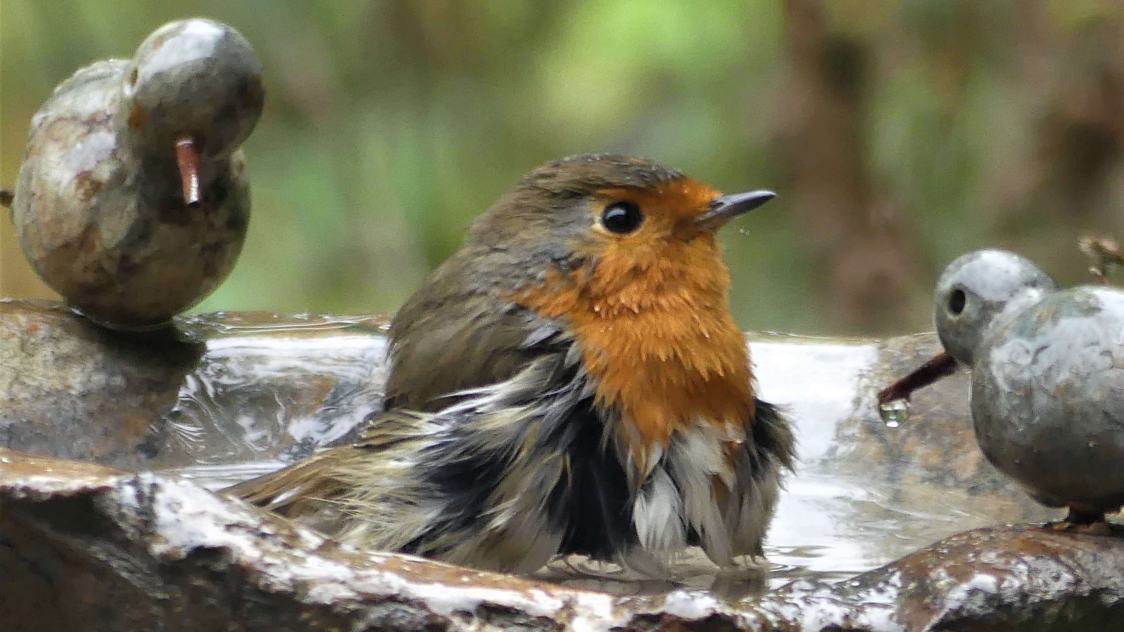 Boeiende vogelverhalen bij het IVN