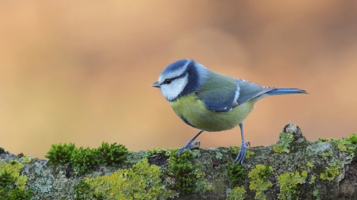 Pimpelmees - door Jacob Joritsma