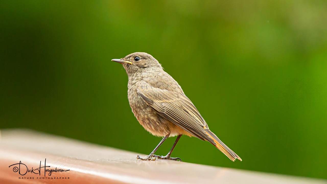 Roodstaartje, voorlees en knutselfeest