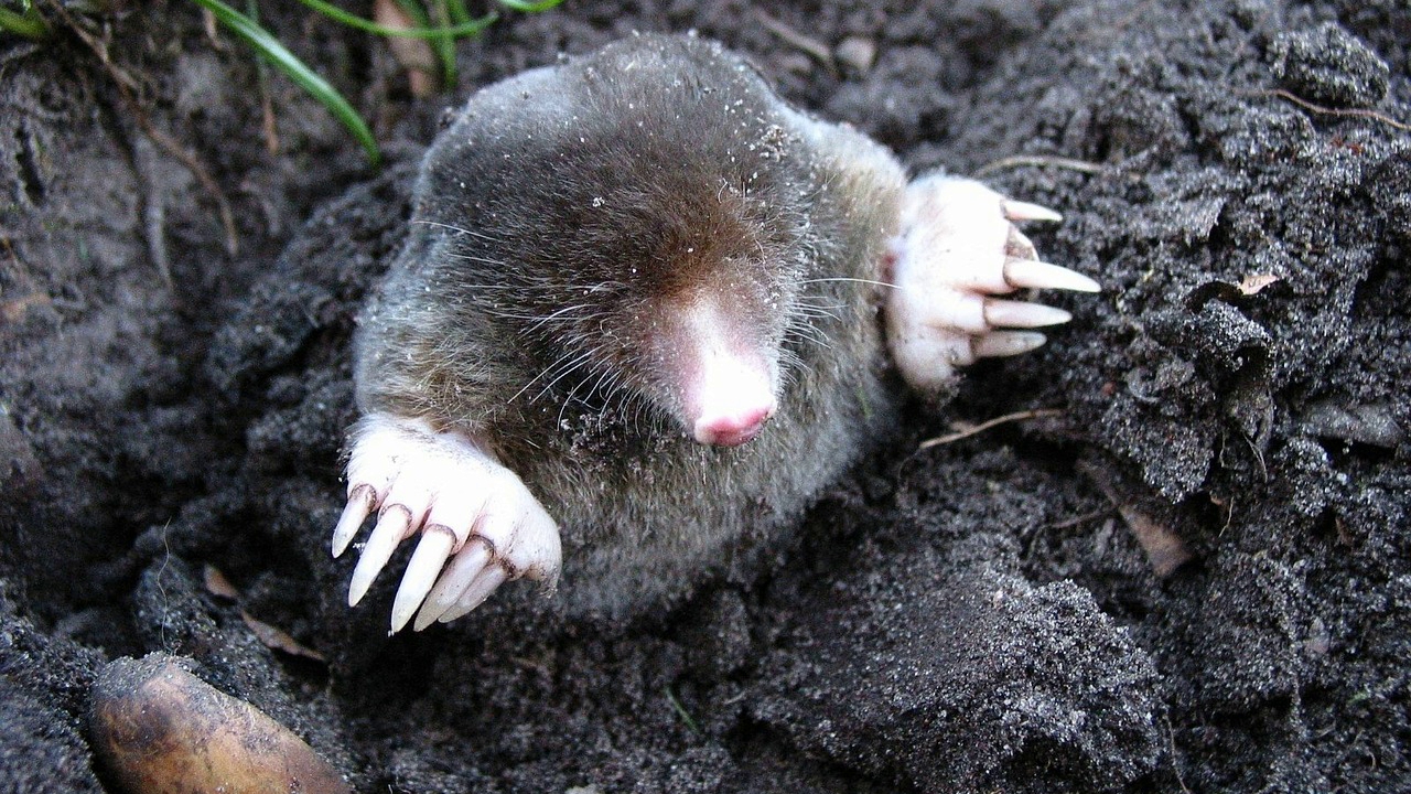 Snoepen van de aarde