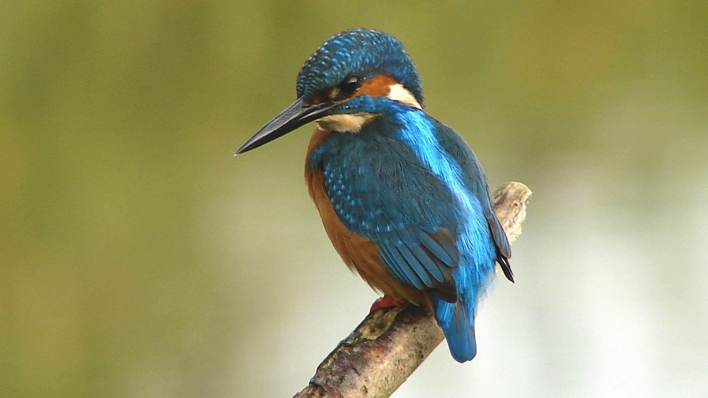 Vogelwandeling door de Twisker waterberging