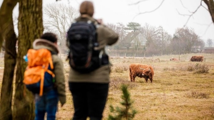 Egmond Wandel Marathon - Schotse Hooglanders op de route