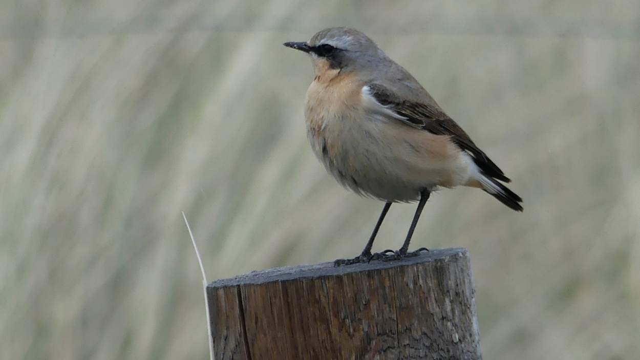 Lezing over de Nederlandse natuur bij het IVN