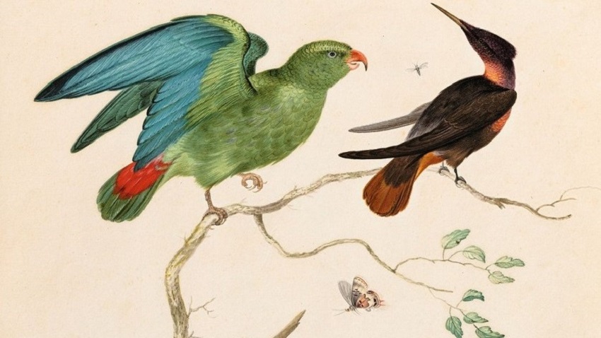 Nieuwe aanwinst Westfries Museum: kleurrijke gouache van Johannes Bronckhorst 