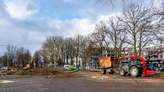 Gekapte populieren Noorderveemarkt