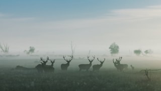Oostvaardersplassen edelherten in mist