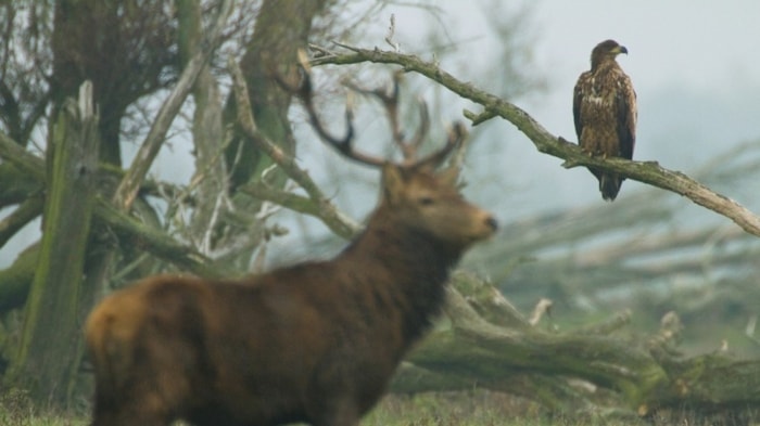 Oostvaardersplassen zeearend