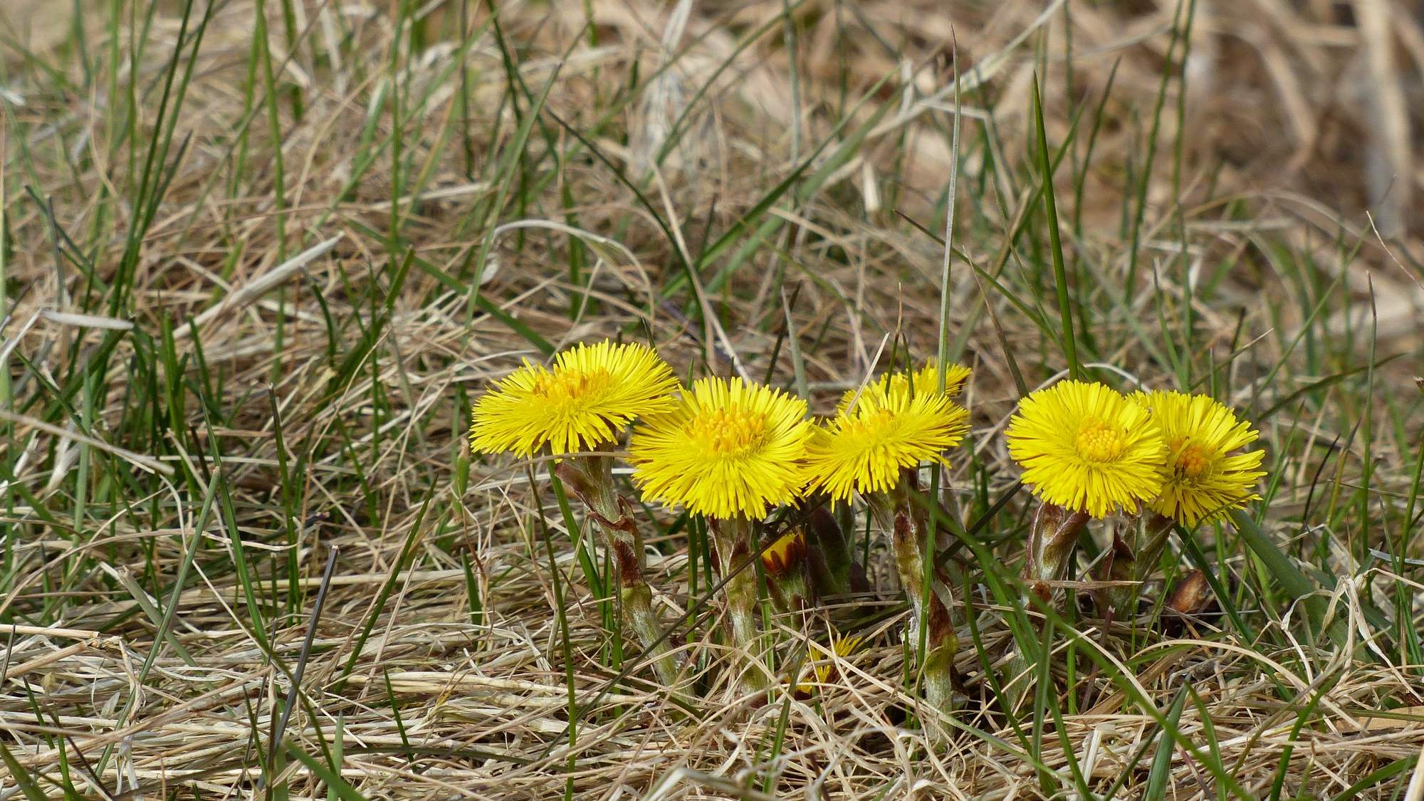 Voorjaarswandelen met IVN
