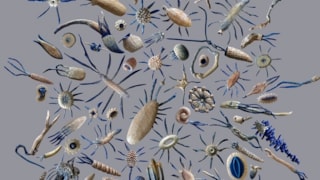 Z Krill [blauw] 2010-2011 hout acryl bl. 