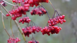 Bessen Gelderse Roos