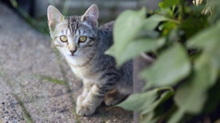 poes