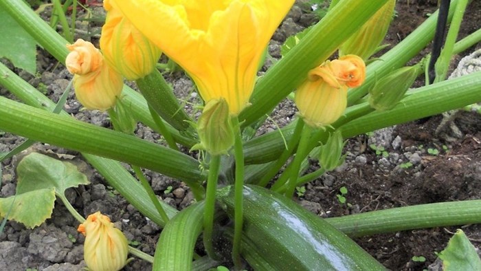 Courgettebloem