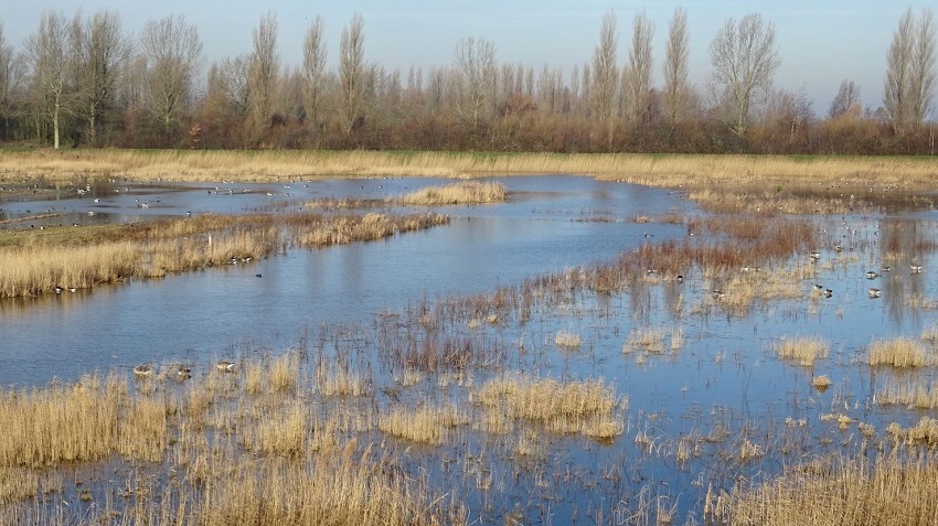 Vogelwandeling rondom Koopmanspolder