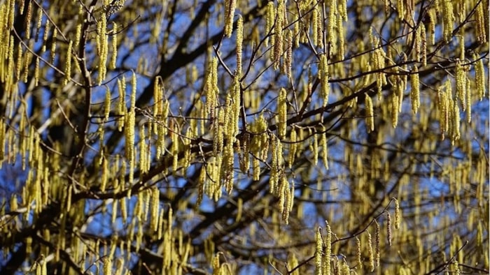 Allergie berk en es