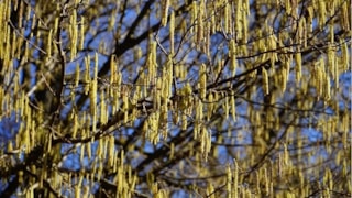 Allergie berk en es