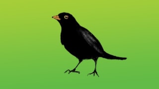 IVN Weekopdracht 1 - extra