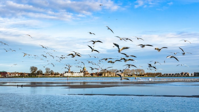 Hoornse Hop - aanleg oeverdijk - januarai 2020