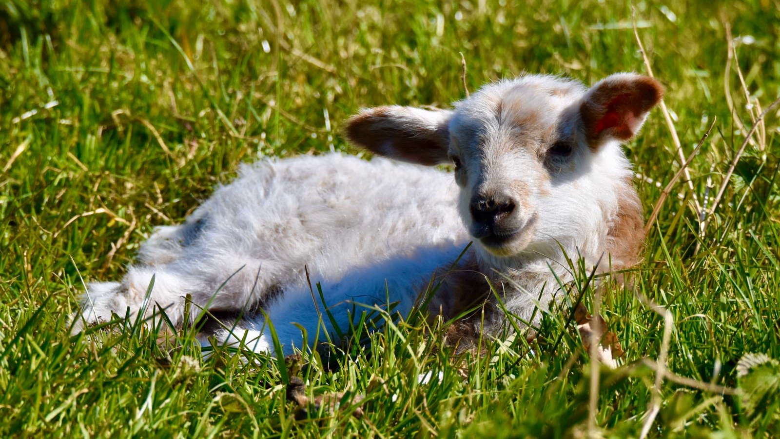 Beleef de lente met MAK Blokweer – ook thuis!