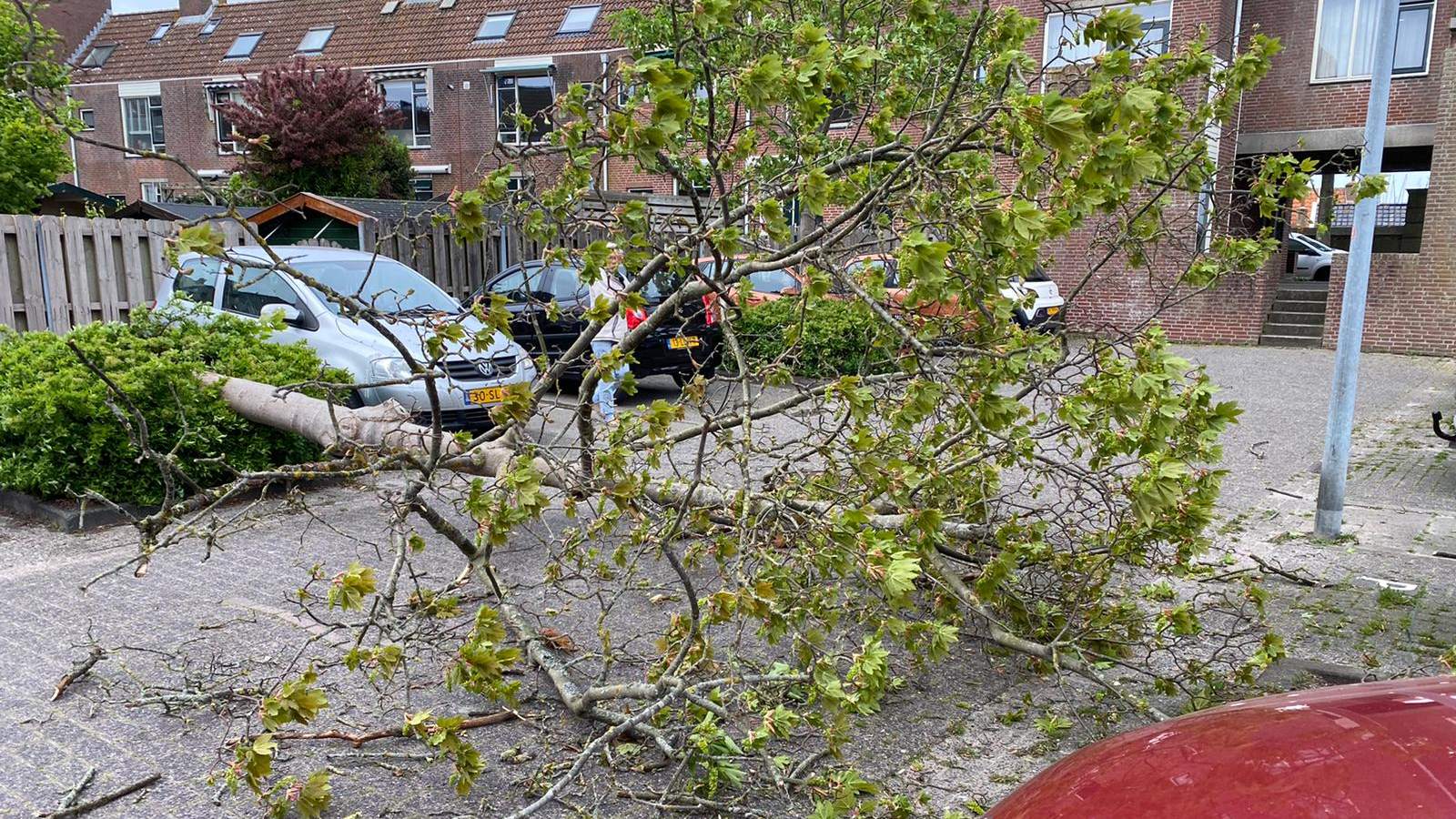 Boom omgewaaid in Enkhuizen