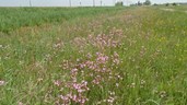 Bloeiende koekoeksbloemen in brede berm