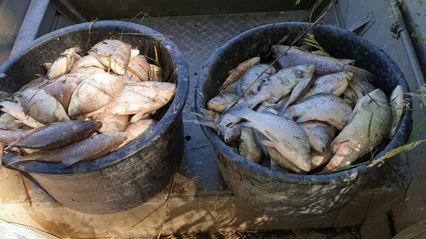 Virus oorzaak vissterfte in polder Het Grootslag en Krommenieër Woudpolder