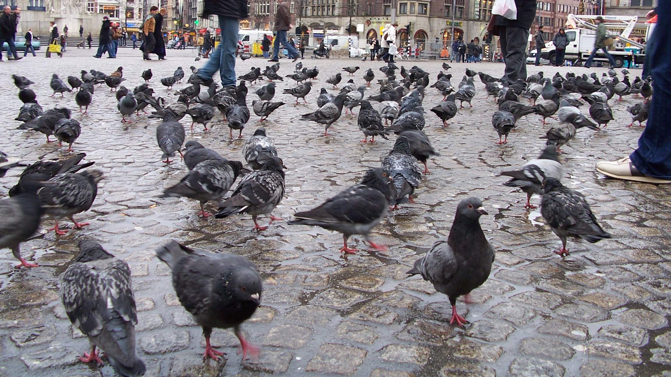 Alle duiven op de Dam