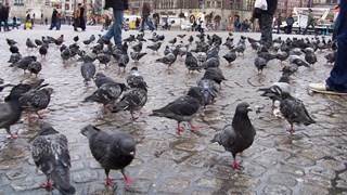 Duiven op de Dam