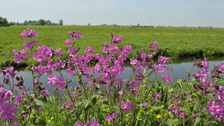 Bloemrijke berm - foto Anthonie Stip