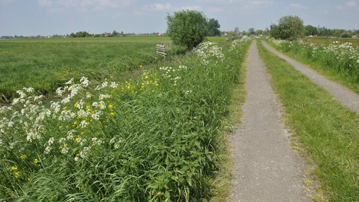 Bloeiende berm - foto Anthonie Stip