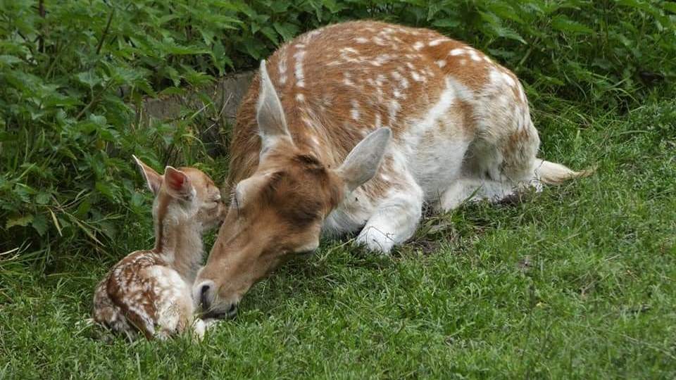 De zomer in Hertenkamp Enkhuizen