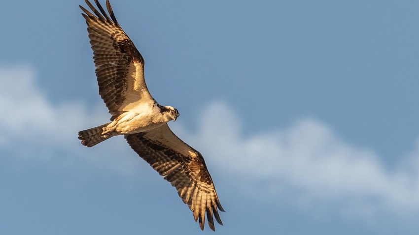 Provincie ondersteunt opvangcentra voor wilde dieren