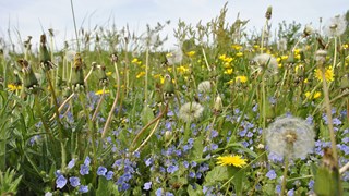 Bloemrijke berm