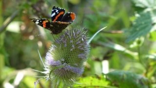 Atalanta op kaardenbol 2-8-20