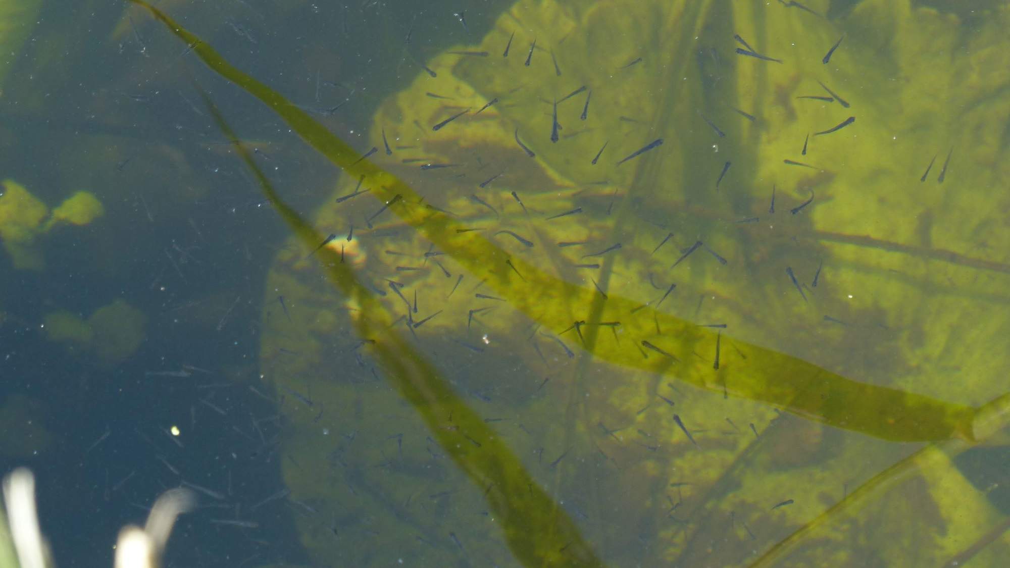 Op slootjessafari in het Streekbos
