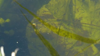 Slootjessafari 26-7-20