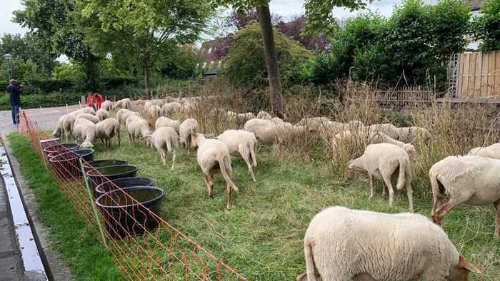 Schapen in Risdam6