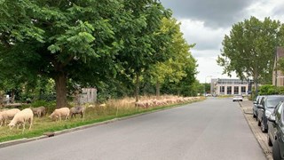 Schapen in Risdam4