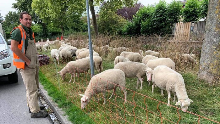 Schapen in Risdam2